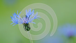 Blue flower in garden. Cornflowers in summertime background. Centaurea montana. Slow motion.