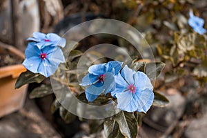 Blue flower in the garden photo