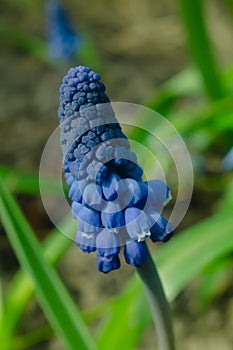 Blue flower in the garden. Selective focus