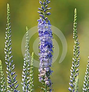 Blue flower of garden speedwell or longleaf speedwell. Veronica longifolia