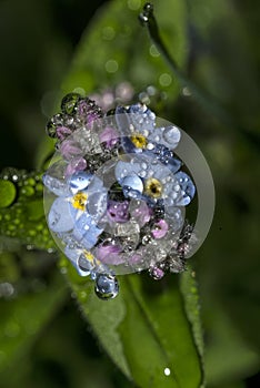 Blue flower in the garden  water drops