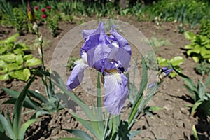 Blue flower of German iris