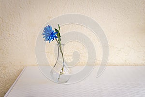 Blue flower in glass vase on white table against aged yellowish wall