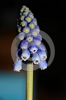 Blue flower grape hyacinth macro background fine art in high quality prints muscari neglectum family asparagaceae