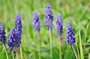 Blue flower, Grape Hyacinth, Muscari racemosum