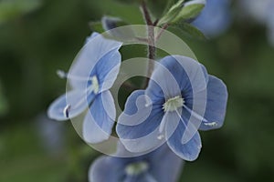 Blue flower on the green