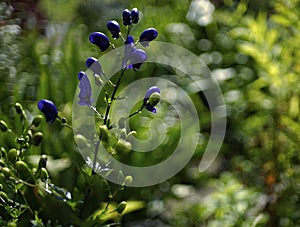 blue flower green bokeh background blossom sunlight garden outdoor