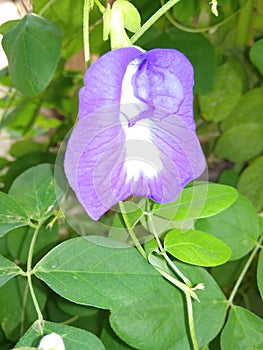 Blue flower with green leaf