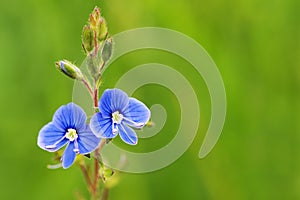 Blue flower with green leaves