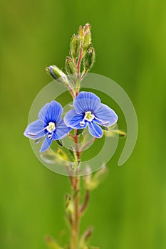 Blue flower with green leaves