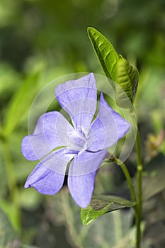 Blue flower with green leaves