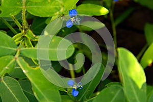 Blue flower with green leaves hd background stock image