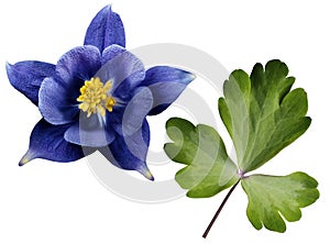 Blue flower and green leaves on white isolated background with clipping path. no shadows. Closeup.