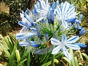The blue Flower photo