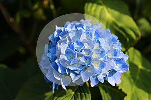 Blue flower hydrangea