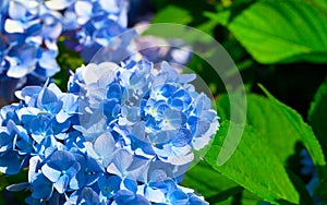 Blue flower of Hydrangeaceae