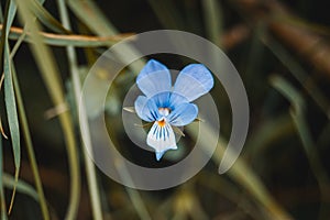 blue flower of iris germanica