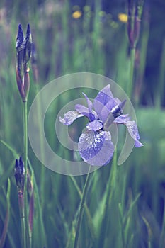 Blue flower of Iris in rainy day