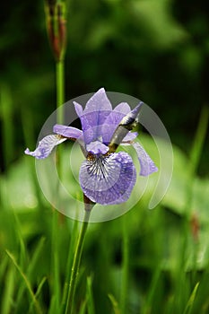 Blue flower of Iris in rainy day