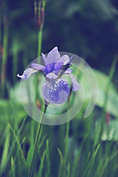Blue flower of Iris in rainy day