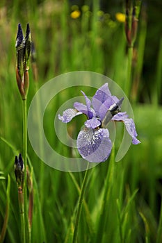 Blue flower of Iris in rainy day