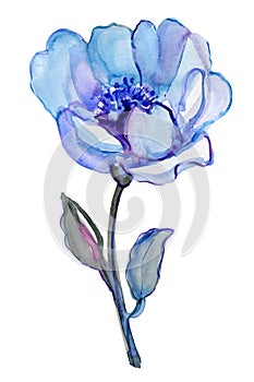 Blue flower isolated on a white background.