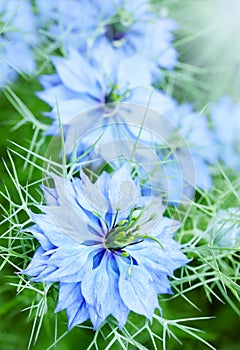 Blue flower knapweed