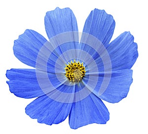 Blue flower Kosmeja white isolated background with clipping path. No shadows. Closeup.