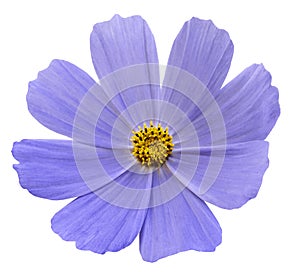 Blue flower Kosmeja white isolated background with clipping path. No shadows. Closeup.