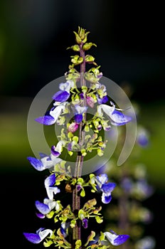 Blue flower