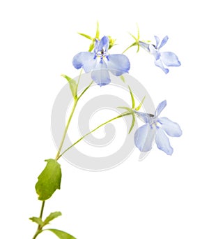 Blue flower of Lobelia erinus or Edging lobelia isolated on white