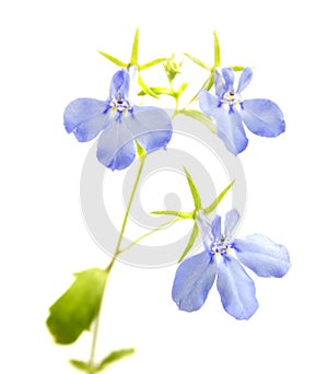 Blue flower of Lobelia erinus or Edging lobelia isolated on white