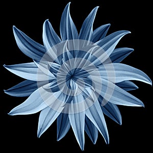 Blue flower lotus on black isolated background with clipping path. Closeup. no shadows. For design.