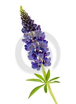 Blue flower lupine isolated photo