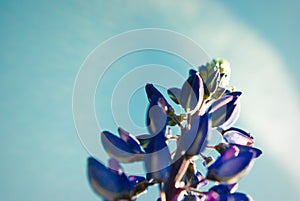 Blue flower lupine macro, close up. Blooming lupine flowers in m