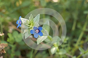 Blue flower of Lysimachia foemina plant