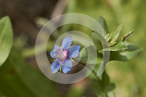 Blue flower of Lysimachia foemina plant