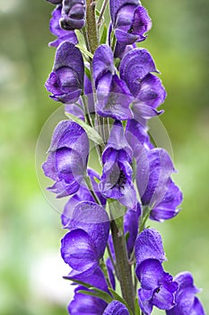 Blue flower - macro and sharp