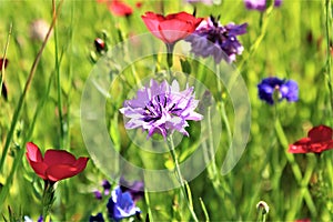 A blue flower in the meadow photo