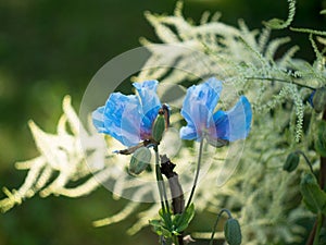 Blue flower of Meconopsis Bailey, Papaveraceae