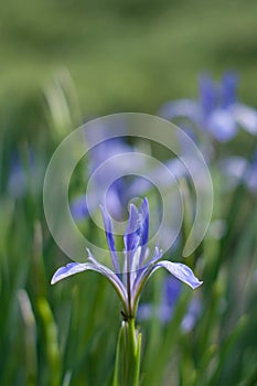 Blue flower in the middle of green grass and ant on it