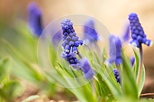 Blue Flower Muscari Armeniacum In Garden In Springtime Close Up