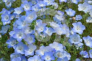Blue flower, Nemophila, Japan