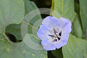Blue flower of Nicandra physalodes or Shoo-fly plant