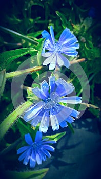 Blue flower of farm tree flower India photo