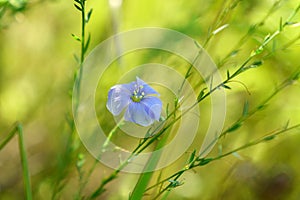 Blue flower of ornamental flower of flax. Flowers of decorative flax. Agricultural field. Selective focus photo