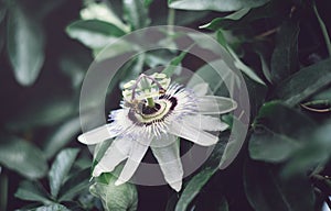 Blue flower or passionflower Passiflora caerulea. A beautiful floral flower or Passiflora Passifloraceae. The bee pollinates t