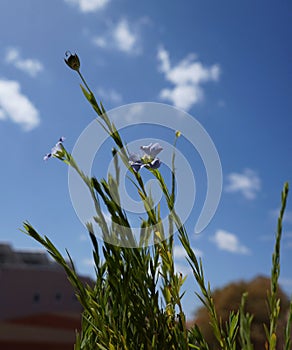 Blue flower of perennial blue Flax Alpine flax Linum perenne on sky background, selective focus