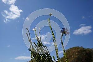 Blue flower of perennial blue Flax Alpine flax Linum perenne on sky background, selective focus