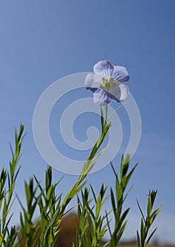 Blue flower of perennial blue Flax Alpine flax Linum perenne on sky background, selective focus